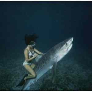 Obrázek '-Shark Rider-      01.10.2012'