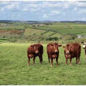 Obrázek '-The cows were not amused-      01.10.2012'