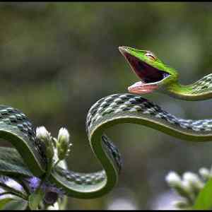 Obrázek '-The stunning Green vine snake-      19.10.2012'