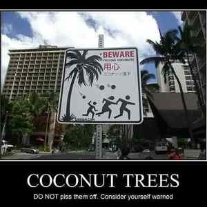 Obrázek '- Coconut trees funny -      11.03.2013'