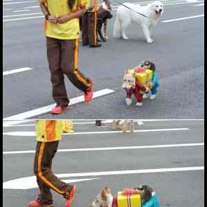 Obrázek '- Dog dressed as two dogs holding a present -      04.03.2013'