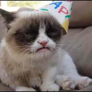 Obrázek '- Grumpy cat hates birthdays -      17.01.2013'