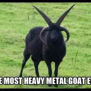 Obrázek '- Heavy metal goat -      20.03.2013'