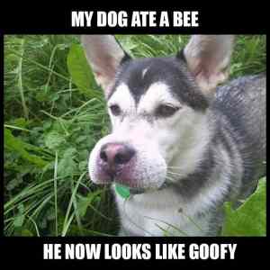 Obrázek '- My dog ate a bee -      09.03.2013'