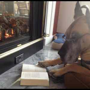 Obrázek '- Reading Cats - So last month - Sophisticated Dane is Sophisticated -      0...'
