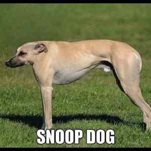 Obrázek '- Snoop dog -      17.06.2013'