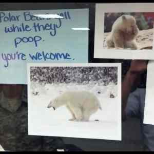 Obrázek '- Your daily polar bear fact -      23.03.2013'