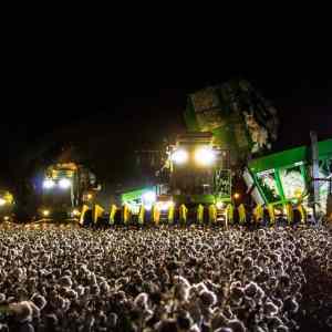 Obrázek '- koncert or cotton field -'