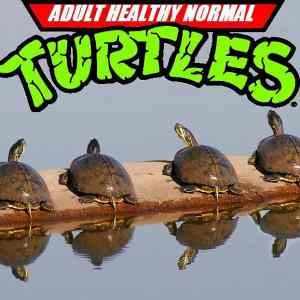 Obrázek '- normal turtles -'