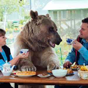 Obrázek '136 kg bear lives in a russian family as a pet '