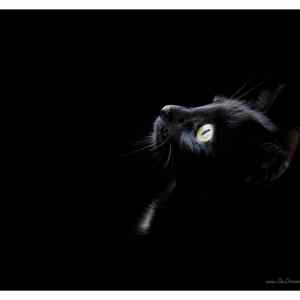 Obrázek '1 black wallpaper cat head-1280x1024'