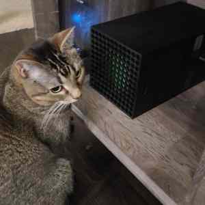 Obrázek '500 dollars cat heater'