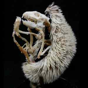 Obrázek 'A-hedgehogs-skeleton-and-quills'