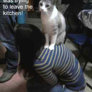 Obrázek 'A - kitty kitchen guard'