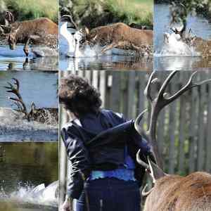 Obrázek 'A Bull Elk That Is a Real Bully'