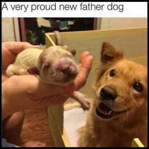 Obrázek 'A Very Proud New Father Dog'