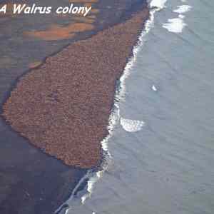 Obrázek 'A Walrus Colony  '