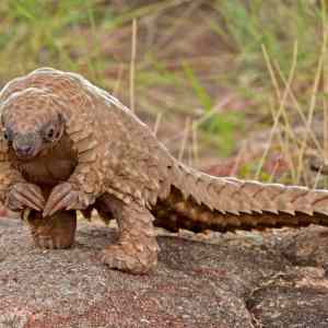 Obrázek 'A baby pangolin is actually called a pangopup'