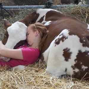 Obrázek 'A nap with petcow'