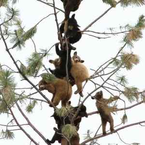 Obrázek 'A tree full of baby bears 18-01-2012'