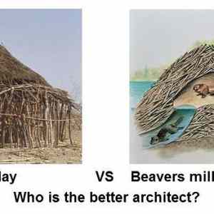 Obrázek 'Africans Vs. Beavers'