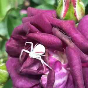 Obrázek 'Albino Spider'