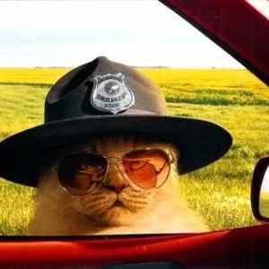 Obrázek 'All right meow - Hand over your license and registration 28-12-2011'
