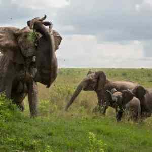 Obrázek 'An elephant easily flipping a buffalo in the air'