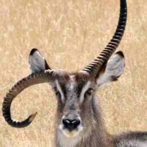 Obrázek 'Antelope'