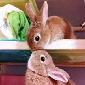 Obrázek 'Aww another bunny kiss - 28-05-2012'
