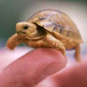 Obrázek 'Baby-Turtle'