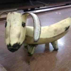 Obrázek 'Banana dog 26-03-2012'