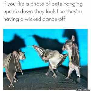 Obrázek 'Bat Dance Off'