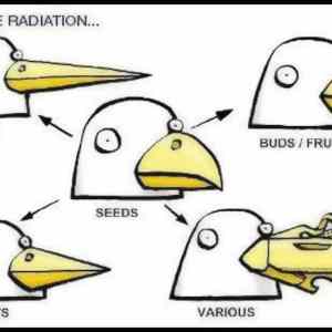 Obrázek 'Beak variates'