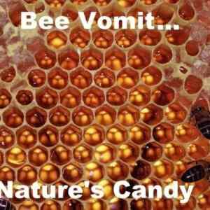 Obrázek 'Bee vomit'