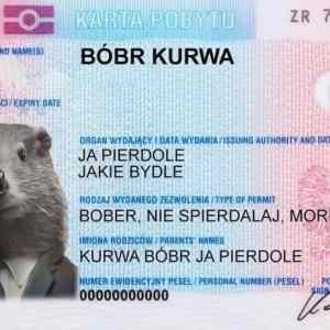 Obrázek 'Bober license'