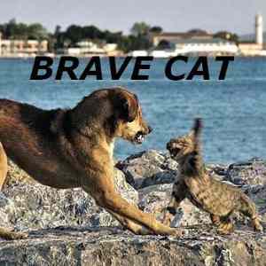 Obrázek 'Brave cat 17-12-2011'