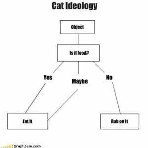 Obrázek 'Cat ideology 17-01-2012'