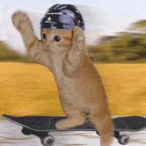 Obrázek 'Cat skate'