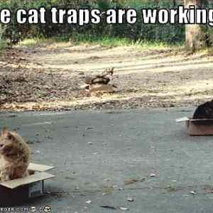 Obrázek 'Cat traps 14-01-2012'