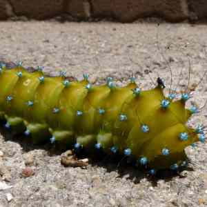 Obrázek 'Caterpillar of a Giant Peacock Moth - Saturnia Pyri'