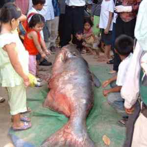 Obrázek 'Catfish from the Mekong River'