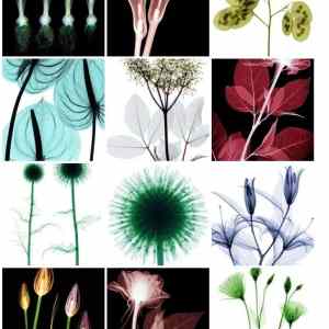 Obrázek 'Charming X-Rays of Flowers'