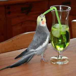 Obrázek 'Cockatiel drinks a cocktail'