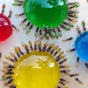 Obrázek 'Colour ants'