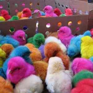 Obrázek 'Colour chicks'