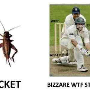 Obrázek 'Cricket'