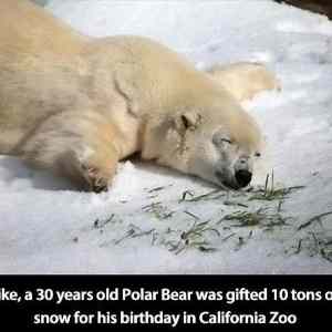 Obrázek 'Cute-sleeping-polar-bear'