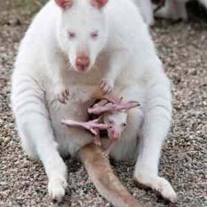 Obrázek 'Cute Albino Kangaroo'