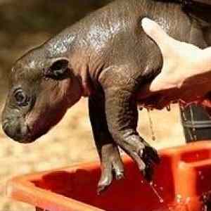 Obrázek 'Cute Baby Pygmy Hippo'